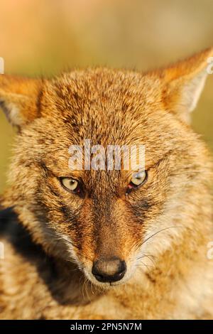 Goldschakal (Canis aureus), Erwachsener, Nahaufnahme des Kopfes, Keoladeo Ghana N. P. (Bharatpur), Rajasthan, Indien Stockfoto