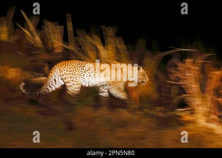 Afrikanischer Leopard (Panthera pardus pardus), Erwachsener, bei Nacht in Savanne, unscharfe Bewegung, Süd-Luangwa N. P. Sambia Stockfoto