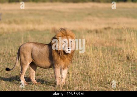 Masai Lion (Panthera leo nubica) zwei Erwachsene Männer, füttern bei Töten, Serengeti N. P. Tansania Stockfoto