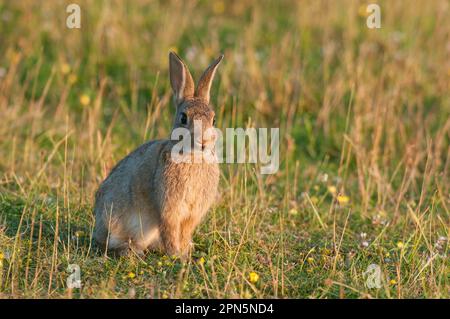 Europäisches Kaninchen (Oryctolagus cuniculus), Erwachsener, auf Gras sitzend, Kent, England, Vereinigtes Königreich Stockfoto