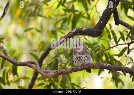 Afrikanische Eidechse (Glaucidium capense), Eulen, Eulen, Tiere, Vögel, Eulen versperrte Owlet Erwachsene, hoch oben auf Kafue N. P. Sambia Stockfoto