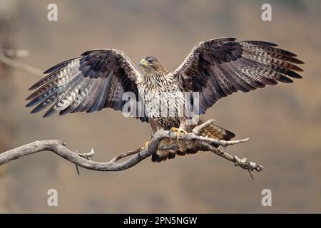 Bonellis Adler (Aquila fasciata), unreife Frau, Gefieder im dritten Jahr, mit gespreizten Flügeln, hoch oben auf dem Ast, Aragon, Spanien Stockfoto