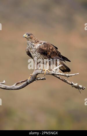 Bonellis Adler (Aquila fasciata), unreife Frau, Gefieder im dritten Jahr, hoch oben auf dem Ast, Aragon, Spanien Stockfoto