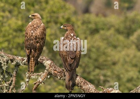 Bonellis Adler (Aquila fasciata), unreif und erwachsen, hoch oben auf dem Ast, Castilla y Leon, Spanien Stockfoto