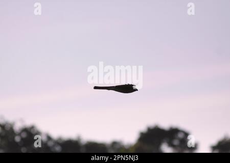 Eurasischer Sparrowhawk (Accipiter nisus), weiblich, im Flug über Hecke auf Ackerland, Silhouette bei Sonnenuntergang, West Yorkshire, England, United Stockfoto