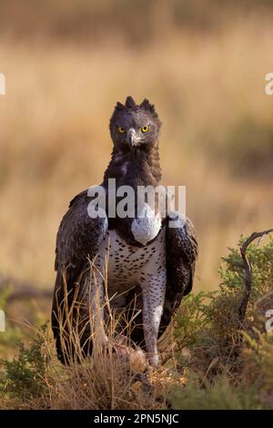 Martial Eagle (Polemaetus bellicosus), ausgewachsen, mit Beute in Krallen, auf dem Boden in trockener Savanne, Samburu National Reserve, Kenia Stockfoto