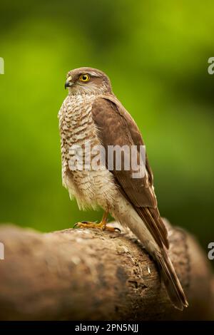 Unreifer, eurasischer Sperber (Accipiter nisus), der auf einem Baumstamm im Wald in Ungarn sitzt Stockfoto