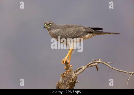 Östlich sprechender Goshawk (Melierax poliopterus), unreif, sitzt auf einem Zweig, Samburu National Reserve, Kenia Stockfoto