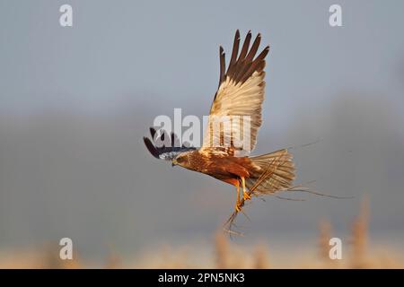 Westliche Weihe (Circus aeruginosus), männlich, im Flug, mit Nistmaterial in Klauen, Texel, westfriesische Inseln, Wattenmeer, Norden Stockfoto