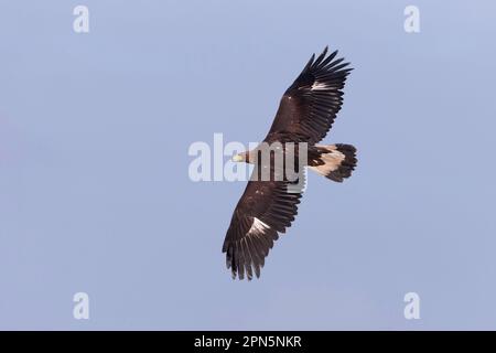 Goldadler (Aquila chrysaetos), Jungfisch, im Flug (in Gefangenschaft) Stockfoto