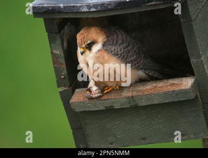 Rotfußfalke (Falco vespertinus), weiblich, mit Froschbeute in Krallen, hoch oben am Eingang, Hortobagy N. P. Ungarn Stockfoto