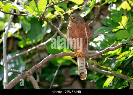 Rock Kestrel (Falco tinnunculus rupicolus) männlich, männlich, hoch oben auf einem Ast, Westkap, Südafrika Stockfoto