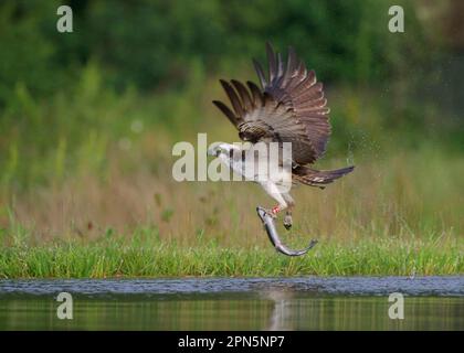 Osprey (Pandion haliaetus), Erwachsener, mit Ringen an den Beinen, im Flug, Abflug von loch mit Forellenbeute in Talons, Aviemore, Cairngorms N. P. Grampian Stockfoto