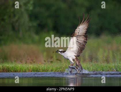 Osprey (Pandion haliaetus), Erwachsener, mit Ringen an den Beinen, im Flug, Abflug von loch mit Forellenbeute in Talons, Aviemore, Cairngorms N. P. Grampian Stockfoto