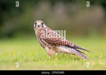 Falco tinnunculus (Falco tinnunculus), Jungfische, auf Gras stehend, Suffolk, England, August (in Gefangenschaft) Stockfoto
