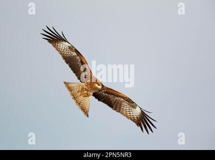 Schwarzohr-Drachen (Milvus migrans lineatus), Erwachsener, im Flug, unterbeleuchtet von Schnee auf dem Boden, Hokkaido, Japan Stockfoto