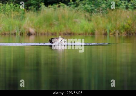 Westliche Fischadler (Pandion haliaetus), ausgewachsener Fischfang aus Little Lochan, Rothiemurchus Forest, Strathspey, Cairngorms N. P. Highlands, Schottland Stockfoto