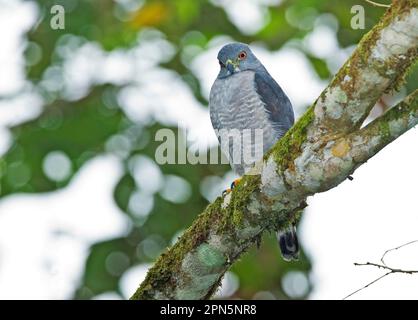 Doppelzahndrachen (Harpagus bidentatus), ausgewachsen, hoch oben auf einem Ast im montanen Regenwald, Anden, Ecuador Stockfoto