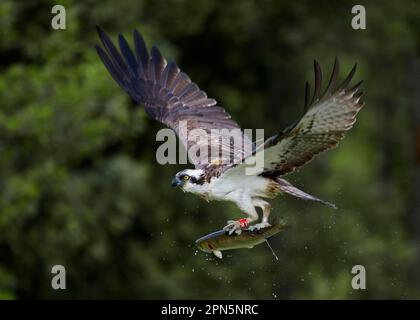 Osprey (Pandion haliaetus), Erwachsener, mit Radiosender und Ringen an den Beinen, im Flug, mit Forellenbeute in Krallen vom loch aus Stockfoto