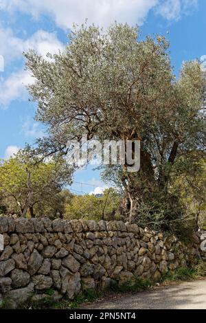 Olivenbaum (Olea europaea), Moscari, Mallorca (Mallorca), Balearen (Balearen), Spanien Stockfoto