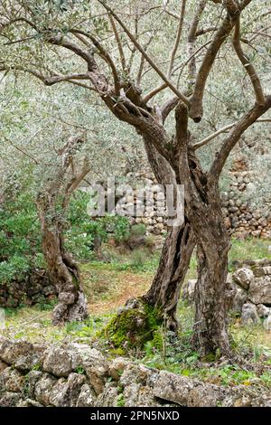 Olive (Olea europaea), nahe Soller, Mallorca, Balearen, Spanien Stockfoto