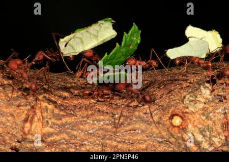 Blattschneider-Ameise (Atta sexdens), trägt Blätter, Südamerika, Mittelamerika Stockfoto