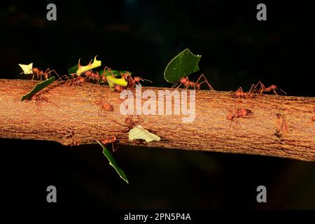 Blattschneider-Ameise (Atta sexdens), trägt Blätter, Südamerika, Mittelamerika Stockfoto