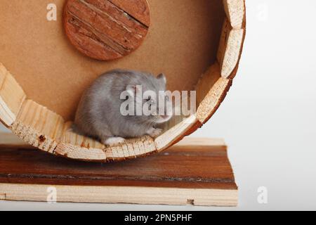 Campbells russische Zwerghamster (Phodopus campbelli) Stockfoto