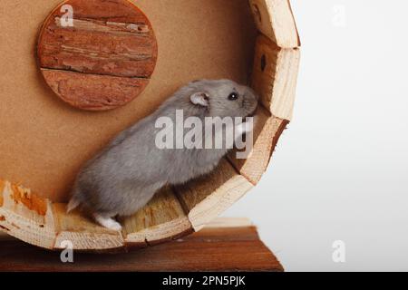 Campbells russische Zwerghamster (Phodopus campbelli) Stockfoto