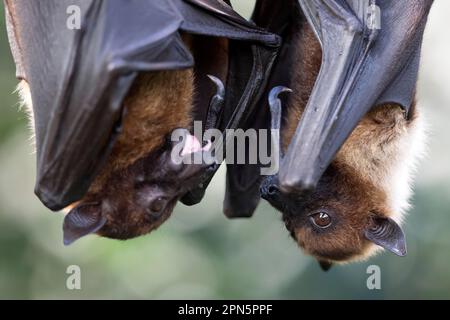 Indischer Flying Fox (Pteropus giganteus), gefangen Stockfoto