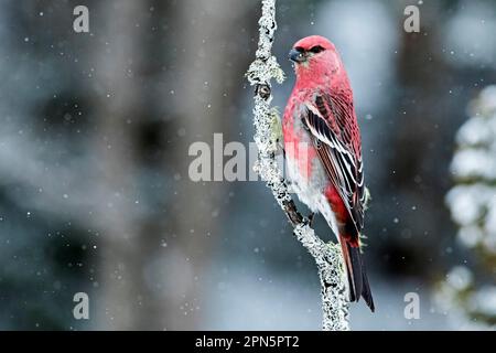 Männlicher Kiefer Grosbeak (Pinicola Enucleator), der im Winter auf einem Zweig sitzt, Quebec, Kanada Stockfoto