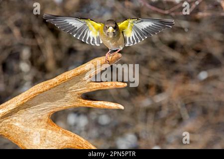 Abends Großschnabel, männlich, sitzt im Winter auf Elchgeweih, Coccothraustes vespertinus, Quebec, Kanada Stockfoto