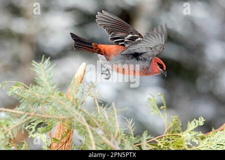 Männlicher Kiefernschnabel, der im Winter abhebt (Pinicola enucleator), Quebec, Kanada Stockfoto