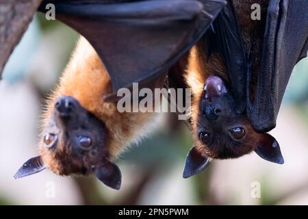 Indischer Flying Fox (Pteropus giganteus), gefangen Stockfoto