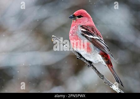 Männlicher Kiefer Grosbeak (Pinicola Enucleator), der im Winter auf einem Zweig sitzt, Quebec, Kanada Stockfoto