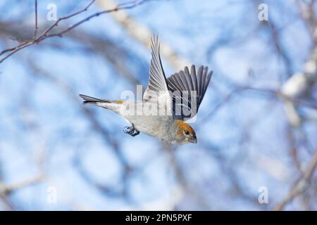 Kiefernschnabel, die im Winter abhebt (Pinicola enucleator), Quebec, Kanada Stockfoto