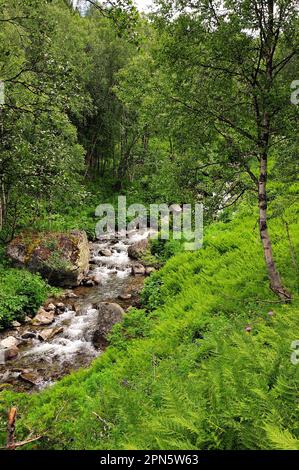 Eine hohe Birke auf einem steilen Hang und ein turbulenter Fluss, der im Tiefland fließt, mit einem steinigen Beet im Wald am Sommermorgen. Sarala River, Khakass Stockfoto