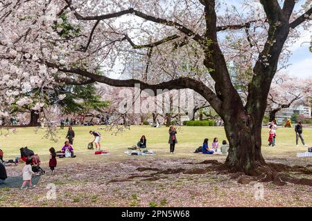 April 2023 im Shinjuku Gyoen Park, Tokio, Japan, Asien, im Frühling 2023 versammeln sich japanische Freunde und Verwandte unter den Kirschblüten und machen ein Picknick Stockfoto