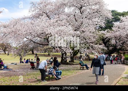 April 2023 im Shinjuku Gyoen Park, Tokio, Japan, Asien, im Frühling 2023 versammeln sich japanische Freunde und Verwandte unter den Kirschblüten und machen ein Picknick Stockfoto