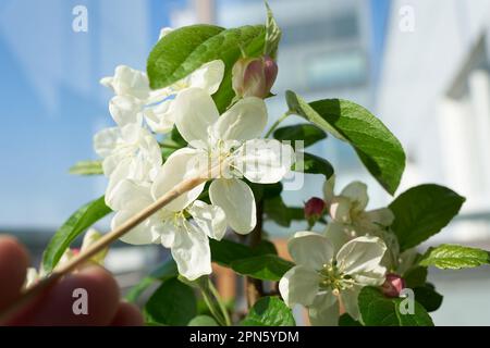 Künstliche Bestäubung der Blume eines Apfelbaums Bonsai Malus Evereste mit einem kleinen Pinsel Stockfoto