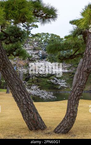 Wunderschöne Sakura- und Pinienbäume im Kokyo Gaien (Imperial Palace Outer Garden) in Tokio, Japan Stockfoto