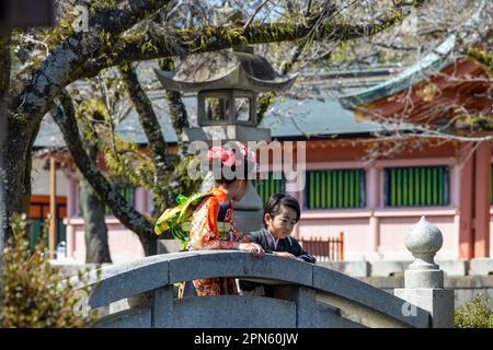 Fujinomiya-Stadt, Japan - 22. März 2023: Menschen, die die Sakura-Blüten im Fujisan Hongu Sengen Taisha-Schrein genießen. Stockfoto