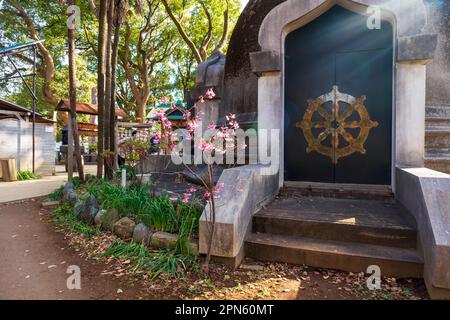 Tokio, Japan - 20. März 2023: Wunderschöne, winzige blühende Sakura im Ueno Park in Tokio, Japan, beleuchtet von der Nachmittagssonne Stockfoto