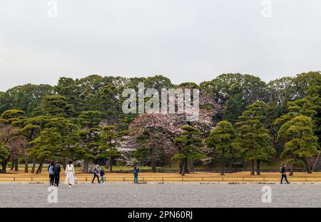 Wunderschöne Sakura- und Pinienbäume im Kokyo Gaien (Imperial Palace Outer Garden) in Tokio, Japan Stockfoto