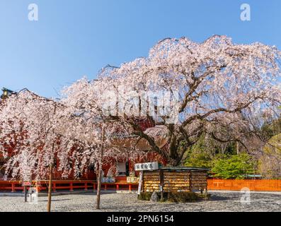 Fujinomiya-Stadt, Japan - 22. März 2023: Menschen, die die Sakura-Blüten im Fujisan Hongu Sengen Taisha-Schrein genießen. Stockfoto