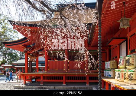 Fujinomiya-Stadt, Japan - 22. März 2023: Menschen, die die Sakura-Blüten im Fujisan Hongu Sengen Taisha-Schrein genießen. Stockfoto