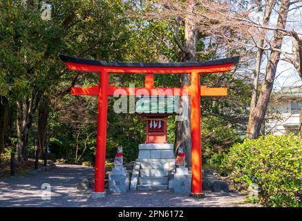 Fujinomiya-Stadt, Japan - 22. März 2023: Rote Torii- und Sakura-Blüten im Fujisan Hongu Sengen Taisha-Schrein. Stockfoto