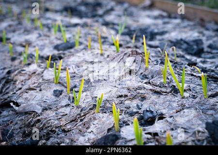 Im Gemüsegarten wachsen abends junge grüne Knoblauchsprossen. Pflanzensprossen durchbrechen trockene gefallene Blätter in einem Gartenbeet. Erster Warmin Stockfoto