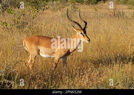 Eine männliche Impala-Antilope (Aepyceros melampus petersi), Etosha-Nationalpark, Namibia Stockfoto