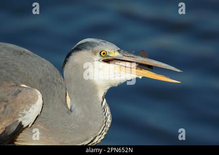 Porträt der Graureiher (Ardea cinerea) schlucken ein Fisch, Krüger Nationalpark, Südafrika Stockfoto